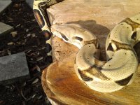 2011-01-04 16.25.00.jpg
