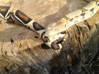 2011-01-04 16.25.39.jpg