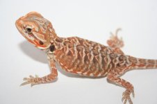 Red Italian Silkback Poss double het1.jpg
