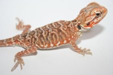 Red Italian Silkback Poss double het2.jpg