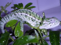 new pics 017.jpg