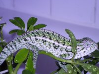 new pics 032.jpg