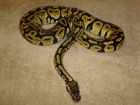 Pastel Male.JPG