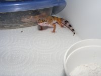 Geckos 025.jpg