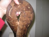 bretts pets 018.jpg