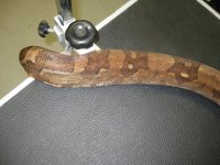 bretts pets 019.jpg