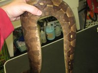 bretts pets 020.jpg