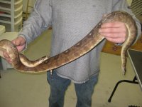bretts pets 021.jpg