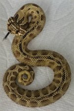 Het Hypo Male Stripe.jpg