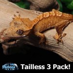 3Pack8T.jpg
