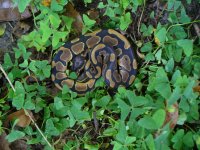 104-2016 Normal male #5 70 gm $30.00.jpg