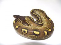 Blackhead Lesser Red Gene Ringer Female  163g.jpg