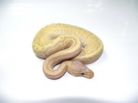 banana pin mojo female 112g.jpg