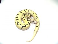 orange dream fire bumblebee female 110g.jpg