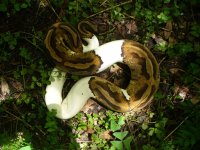 2013 Pied female 900 gm $1440.00.jpg