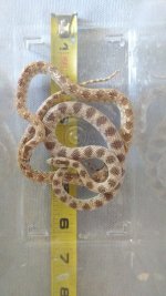 IMG_20160715_174503606.jpg