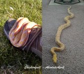 chickenfootgrowth2016.jpg