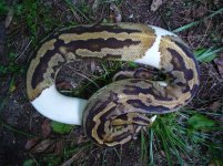 Proven breeder Pied female #128 2200 gm $2000.jpg