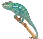 Furcifer Pardalis - Panther Chameleon - Canvas Chameleons - Nosy Be - Freeze - Male 2 - (1).jpg Furcifer Pardalis - Panther Chameleon - Canvas Chameleons - Nosy Be - Freeze - Male 2 - (1).jpg