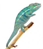 Furcifer Pardalis - Panther Chameleon - Canvas Chameleons - Nosy Be - Freeze - Male 2 - (2).jpg Furcifer Pardalis - Panther Chameleon - Canvas Chameleons - Nosy Be - Freeze - Male 2 - (2).jpg