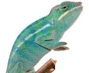 Furcifer Pardalis - Panther Chameleon - Canvas Chameleons - Nosy Be - Freeze - Male 2 - (3).jpg Furcifer Pardalis - Panther Chameleon - Canvas Chameleons - Nosy Be - Freeze - Male 2 - (3).jpg