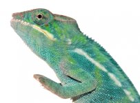 Furcifer Pardalis - Panther Chameleon - Canvas Chameleons - Nosy Be - Freeze - Male 2 - (4).jpg Furcifer Pardalis - Panther Chameleon - Canvas Chameleons - Nosy Be - Freeze - Male 2 - (4).jpg