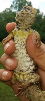 yellow yearling male.jpg