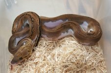 Pied Male B-017 CL24.jpg