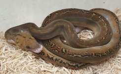 Pied Female B-001 CL24.jpg