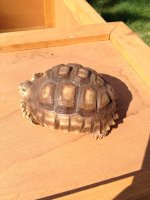 Baby Sulcatta July 2016 #1.jpg
