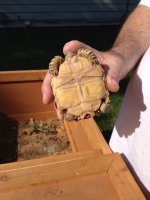 Tortoise bottom July 2016.jpg