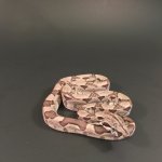 IMG_1269.jpg