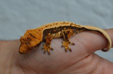 DSC_0832.jpg