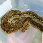 IMG_20160713_173910.jpg