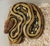 Tiger PHA Female B-006 CL11.jpg