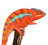 Ambilobe Sire Diablo (1).jpg