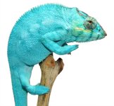 Nosy Be Sire Freeze (4).jpg Nosy Be Sire Freeze (4).jpg