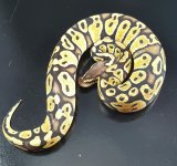 past h hypo f 1106.jpg