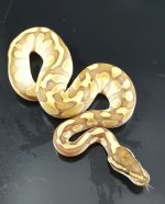 less enchi malum m 1404.jpg