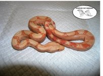 Coral Albino.jpg