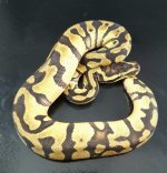 past enchi malum m 1406.jpg