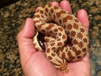 Red het axanthic.jpg