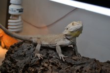 DSC_0081.jpg