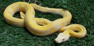 B-028 Caramel Sun Tiger Female.jpg