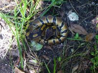 2016 double het Albino Pied male #3 70 gm $100.00.jpg