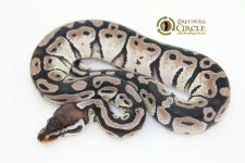 16PastelVPIAxanthicF16376-80g.jpg