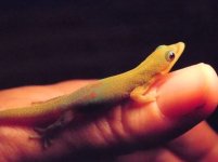 gold dust for fauna better 2.jpg