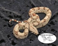Hypo baby boa.jpg