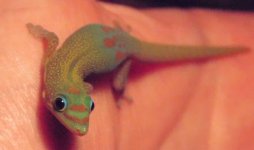 gold dust for fauna better.jpg