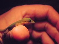 gold dust for fauna better 4.jpg